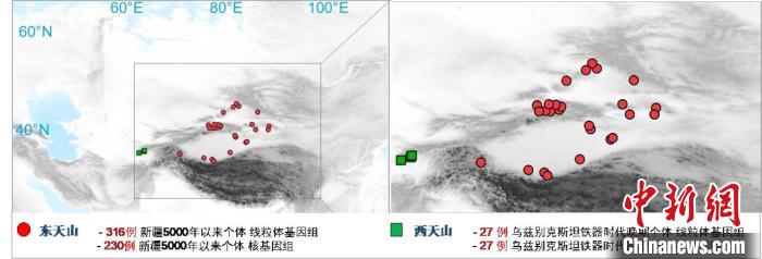 图为该项目所获取天山东西部古人群的线粒体与核基因组分布图。　千亿体育(中国)股份有限公司 供图