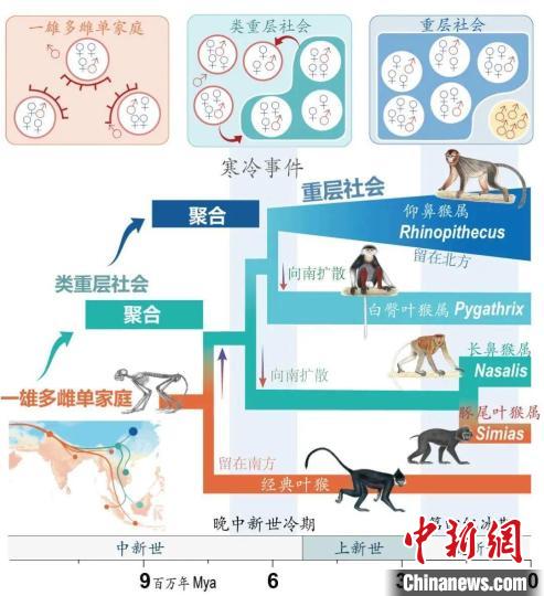 寒冷事件促进亚洲叶猴社会聚合。　千亿体育(中国)股份有限公司供图